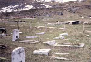 Reindeer graze by the Leith 'Country' cemetery before we start on it
